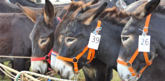 Smotra istrijanskega tovara u Juršićima