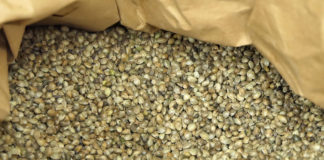 Manje administracije za uzgoj industrijske konoplje u Hrvatskoj – uz mogućnost korištenja cijele biljke