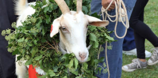 Izbor za najkozu, Smotra Istarske ovce i Festival sira u Savičenti