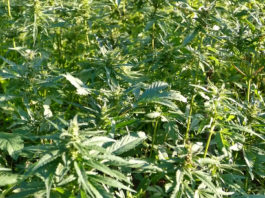 Uzgoj industrijske konoplje u Istri