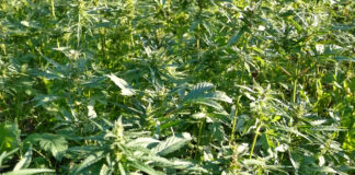 Uzgoj industrijske konoplje u Istri