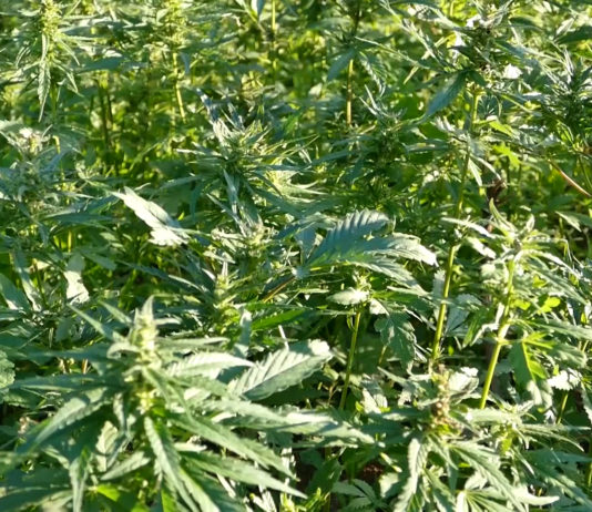 Uzgoj industrijske konoplje u Istri