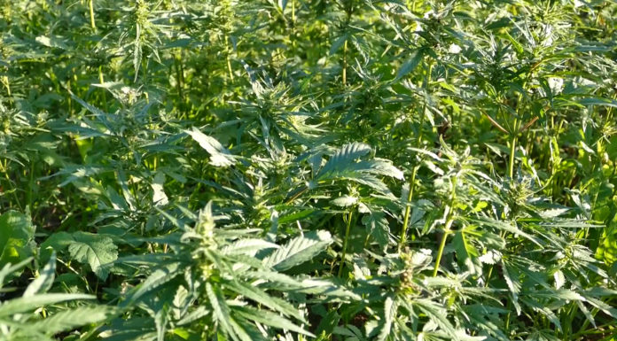 Uzgoj industrijske konoplje u Istri