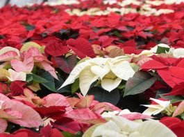 Uzgoj Božićne zvijezde