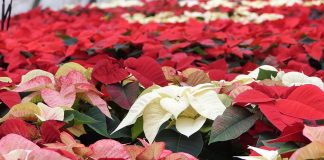 Uzgoj Božićne zvijezde