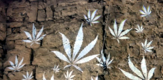 Festival industrijske konoplje u Humu