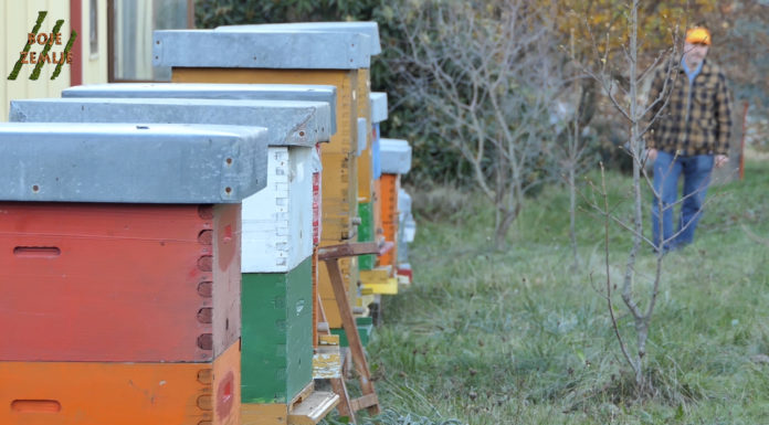 Putujući festival istarskih proizvoda: OPG Pahović