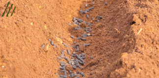 Gnojidba poljoprivrednih kultura