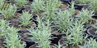 Rasadnik aromatičnog bilja i začina zimi