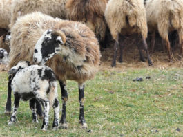 Ovce umjesto vatrogasaca