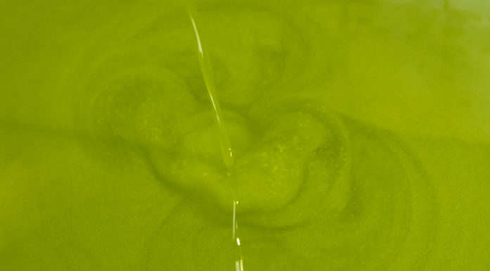 PREDAVANJE: Izazovi maslinarske proizvodnje – kako dobiti ekstradjevičansko maslinovo ulje?