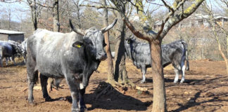 Mesu istarskog goveda zaštićena oznaka izvornosti