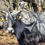 Dodijeljena sredstva za potporu radu hrvatskim uzgojnim udruženjima