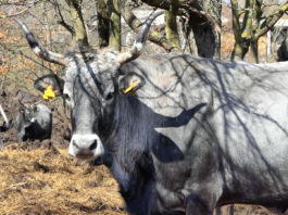 Dodijeljena sredstva za potporu radu hrvatskim uzgojnim udruženjima
