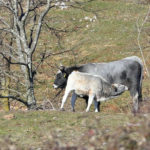 Raspisan natječaj za kupnju steonih junica, stočarima na raspolaganju dvadeset milijuna kuna
