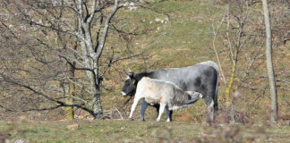 Raspisan natječaj za kupnju steonih junica, stočarima na raspolaganju dvadeset milijuna kuna