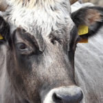 Isplaćeno 25 milijuna kuna za uzgoj rasplodnih junica