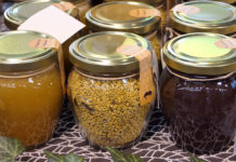 Bliže se 15. Dani meda, u petak i subotu svi putevi vode u Pazin