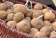 PULA: Besplatna radionica permakulturnog uzgoja krumpira na travi u Društvenom vrtu Gregovica