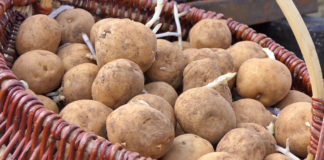 PULA: Besplatna radionica permakulturnog uzgoja krumpira na travi u Društvenom vrtu Gregovica