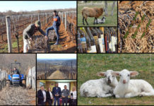 Poljoprivredna emisija Boje zemlje 9.3.2019.