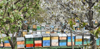 Sretan Vam Svjetski dan pčela!