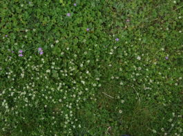 U prirodu po zdravlje – Samoniklo ljekovito bilje