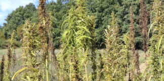 Poljoprivrednicima olakšan uzgoj industrijske konoplje, sada će u proizvodnji moći koristiti cijelu biljku