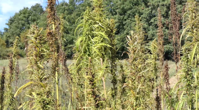 Poljoprivrednicima olakšan uzgoj industrijske konoplje, sada će u proizvodnji moći koristiti cijelu biljku
