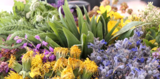 Održan deseti Festival samoniklog bilja u Kršanu