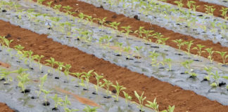 Jesensko proljeće 2019.