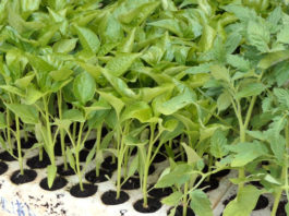 Poljoprivreda ne može i ne smije stati zbog koronavirusa COVID-19