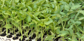 Poljoprivreda ne može i ne smije stati zbog koronavirusa COVID-19