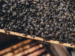 Pčelari Labinštine posjetili Sloveniju u sklopu projekta MED-O-VITA