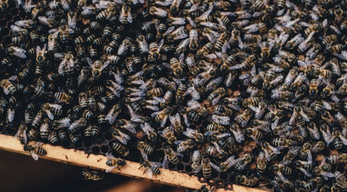 Pčelari Labinštine posjetili Sloveniju u sklopu projekta MED-O-VITA