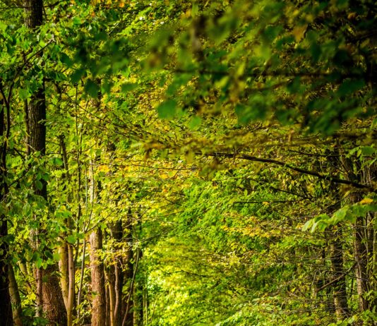 Pet milijuna kuna za zaštitu i obnovu privatnih šuma