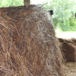 Slabe nade za kvalitetno sijeno