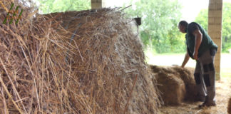 Slabe nade za kvalitetno sijeno