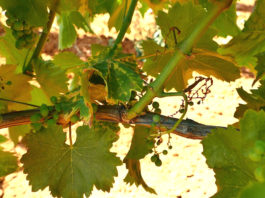 Savjetodavna služba objavila važnu obavijest vinogradarima: ZAŠTITA OD ZLATNE ŽUTICE