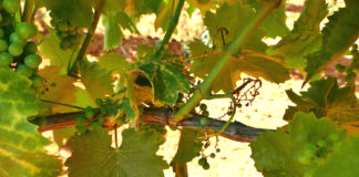 Savjetodavna služba objavila važnu obavijest vinogradarima: ZAŠTITA OD ZLATNE ŽUTICE