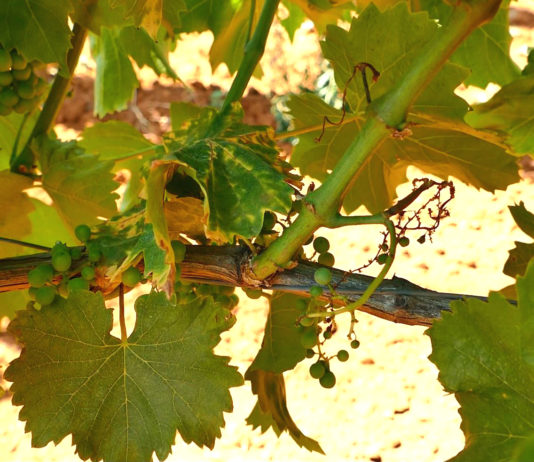 Savjetodavna služba objavila važnu obavijest vinogradarima: ZAŠTITA OD ZLATNE ŽUTICE