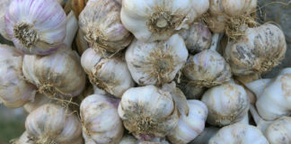 Festival istarskog češnjaka