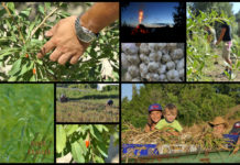 Poljoprivredna emisija BOJE ZEMLJE 29.6.2019.