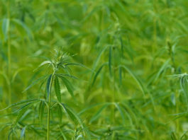 Putujući festival istarskih proizvoda: Konoplja OPG Prenc