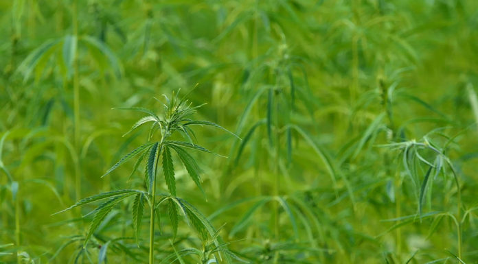 Putujući festival istarskih proizvoda: Konoplja OPG Prenc