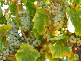 Vinum Bonum