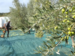 Maslinova ulja iz Istre na europskom vrhu