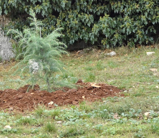 Dani kolektivne sadnje drveća u Istri