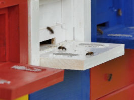 Edukativni gradski pčelinjak u Labinu