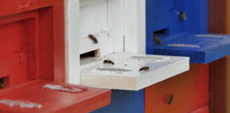 Edukativni gradski pčelinjak u Labinu